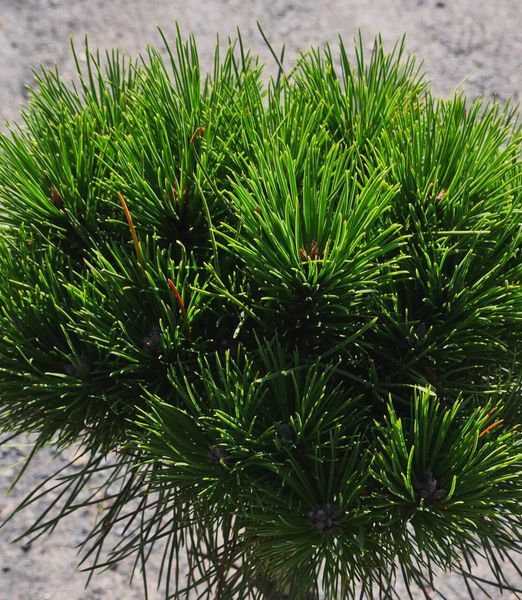 Pinus mugo 'Bambino'